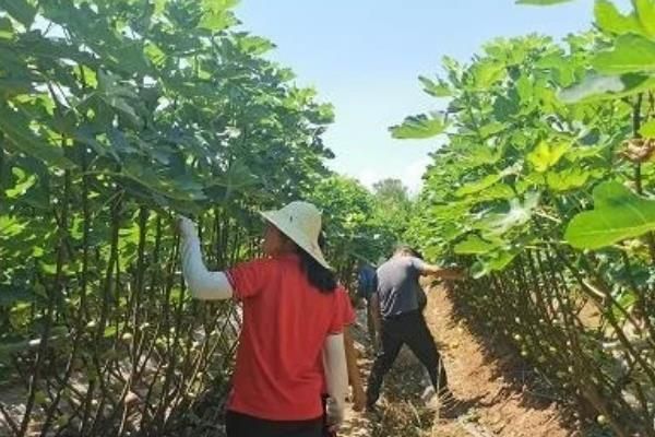 无花果树怎么种植方法