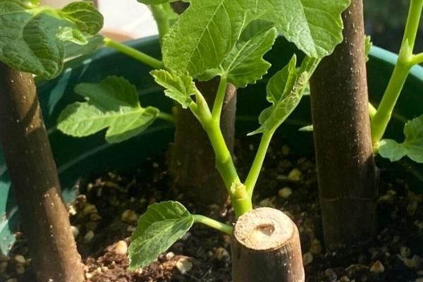 无花果树怎么种植方法