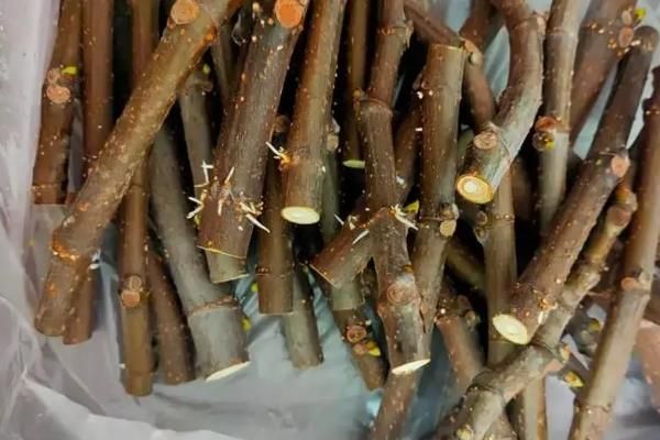 无花果树怎么种植方法