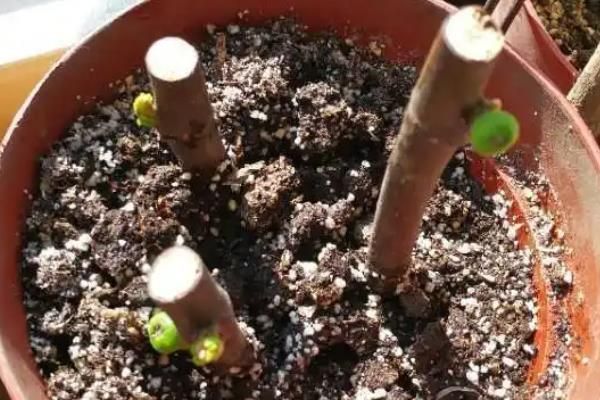 无花果树怎么种植方法