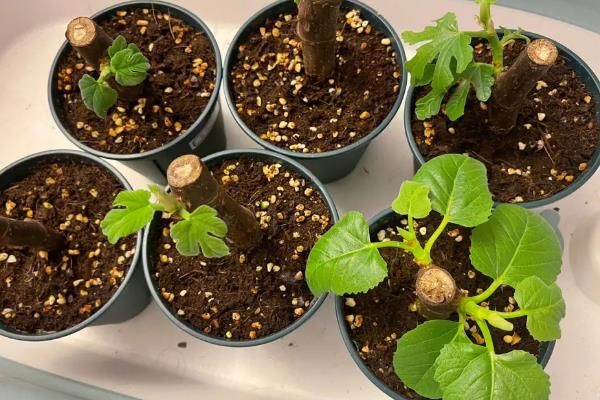 无花果树怎么种植方法