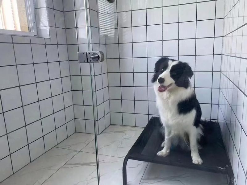 宠物店寄养一天多少钱