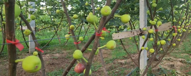 无花果树怎么种植方法