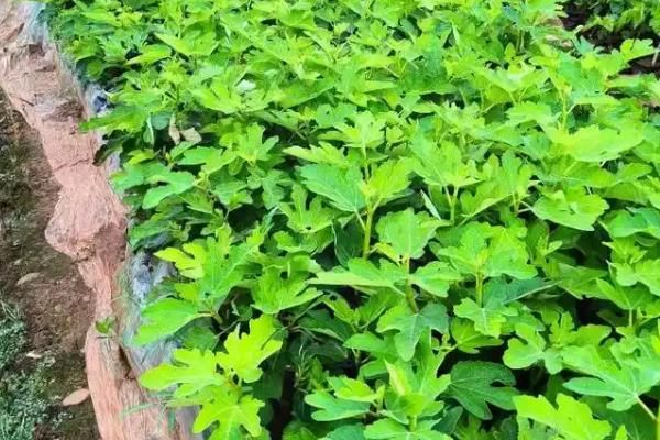 无花果树怎么种植方法
