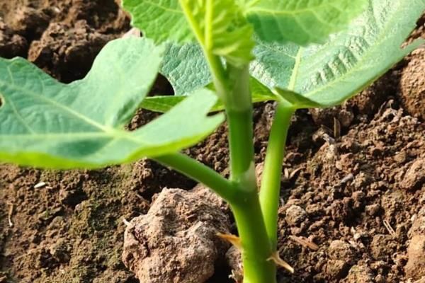 无花果树怎么种植方法