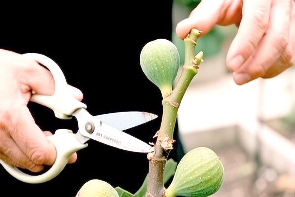无花果树怎么种植方法