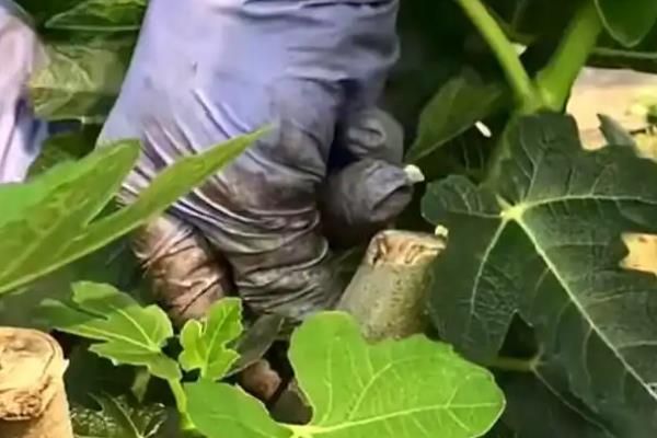 无花果树怎么种植方法