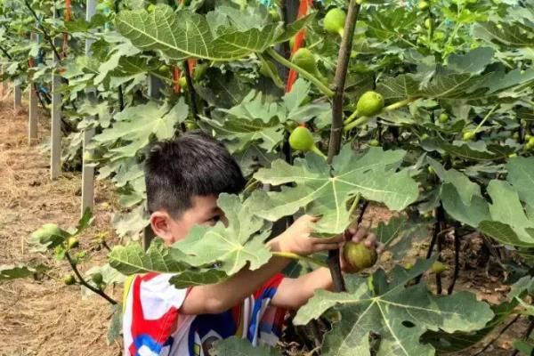 无花果树怎么种植方法