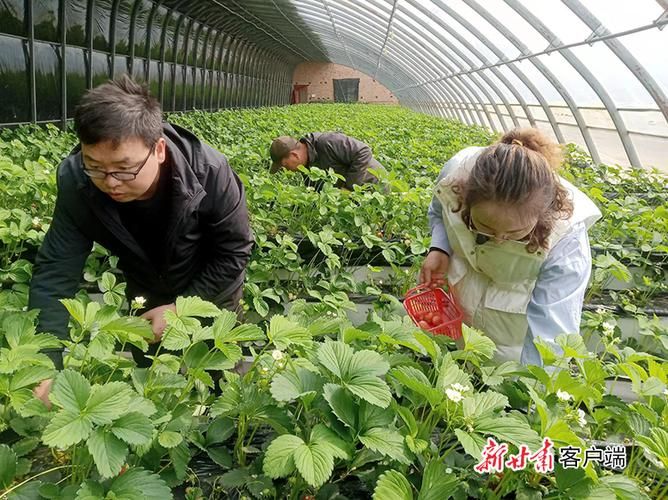 草莓大棚种植技术