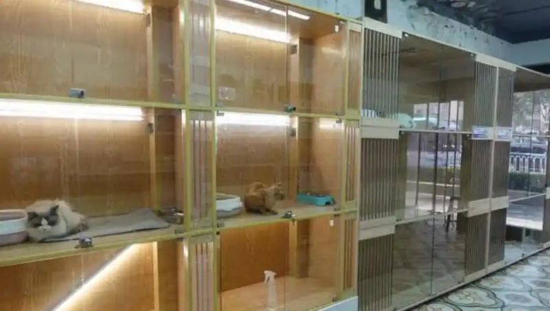 宠物店寄养一天多少钱