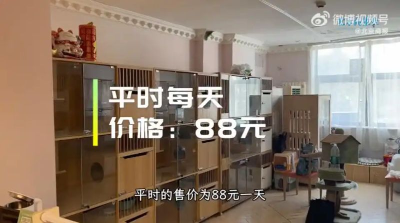 宠物店寄养一天多少钱