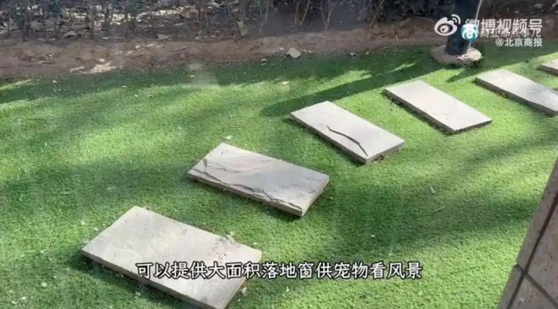宠物店寄养一天多少钱