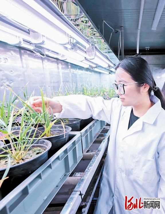 高产种植技术