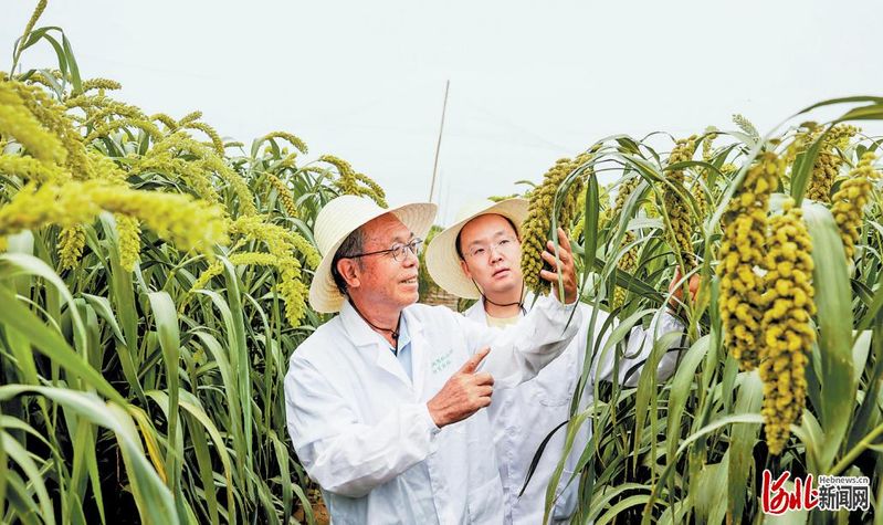 高产种植技术