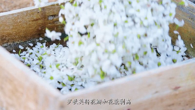 适合湖南种植的果树