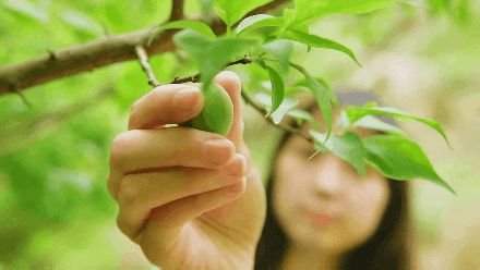 适合湖南种植的果树