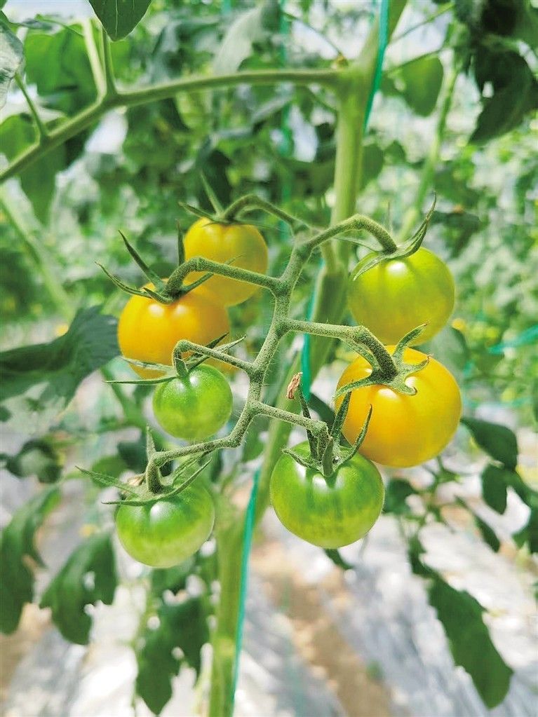 山东农业大棚种植技术