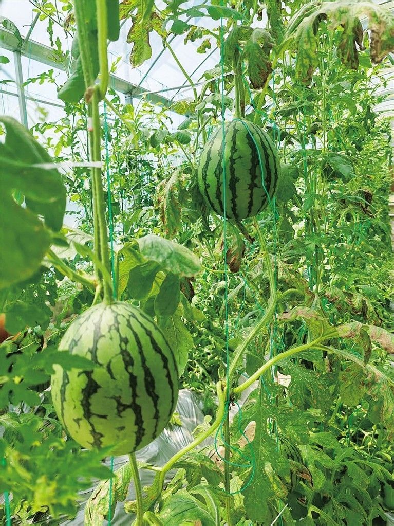 山东农业大棚种植技术