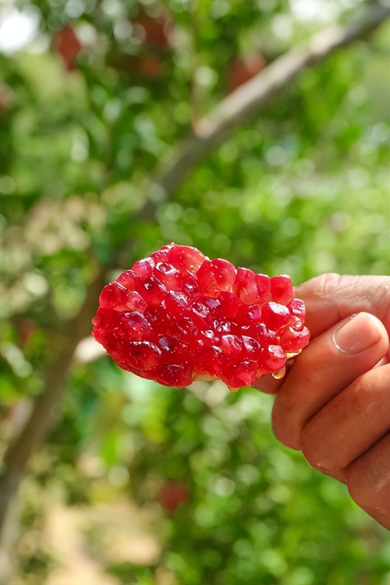 适合湖南种植的果树