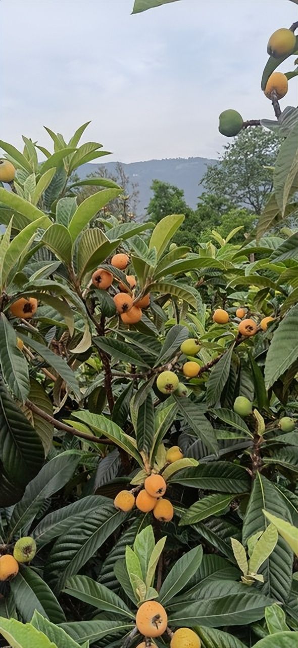 适合湖南种植的果树