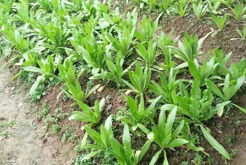 空心菜种植技术和时间
