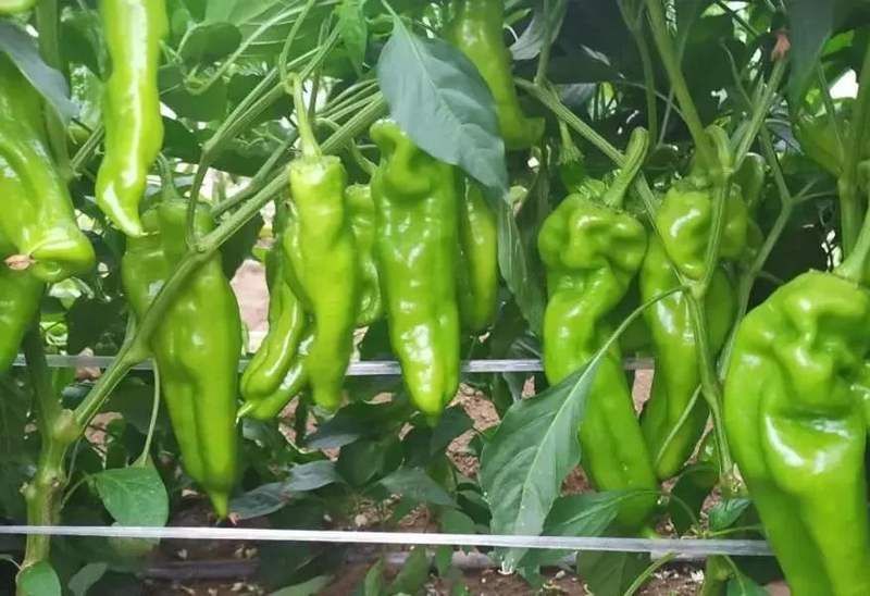空心菜种植技术和时间