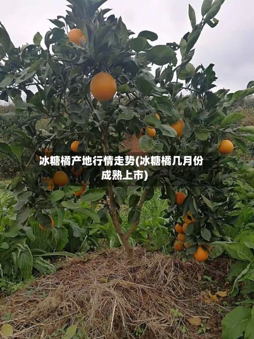 二年沙糖桔种植技术