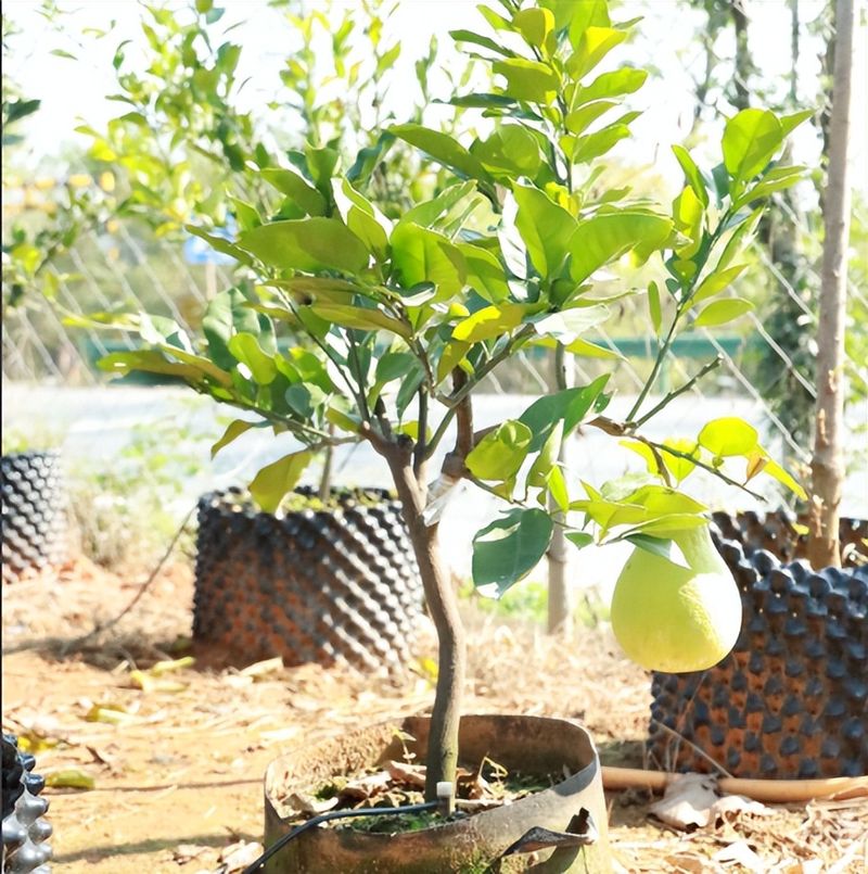 适合湖南种植的果树