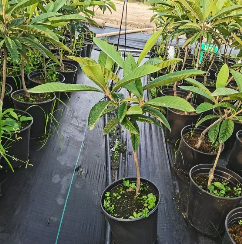 适合湖南种植的果树