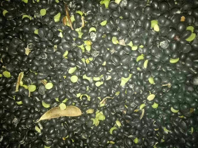 青仁乌豆种植技术