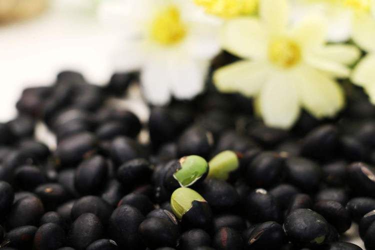 青仁乌豆种植技术