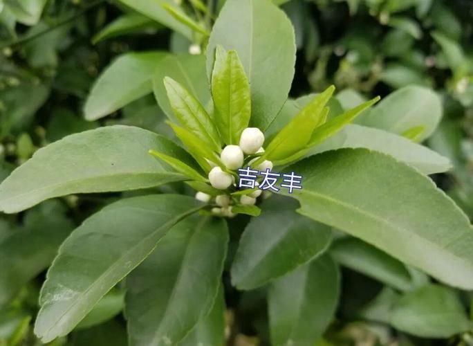 二年沙糖桔种植技术
