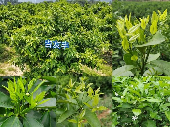 二年沙糖桔种植技术