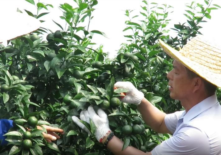 二年沙糖桔种植技术