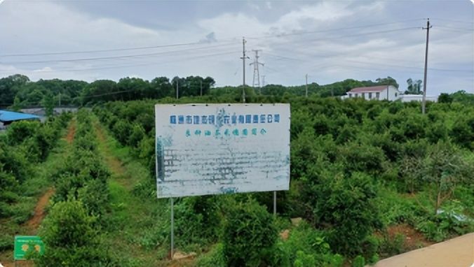 适合湖南种植的果树