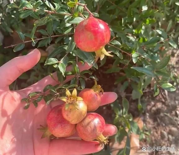 适合湖南种植的果树