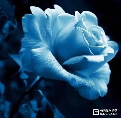 9朵蓝色妖姬多少钱