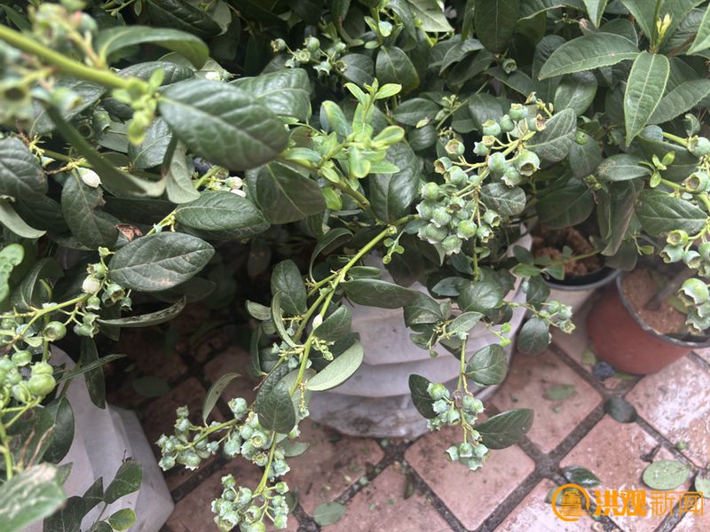草莓小盆栽种植方法