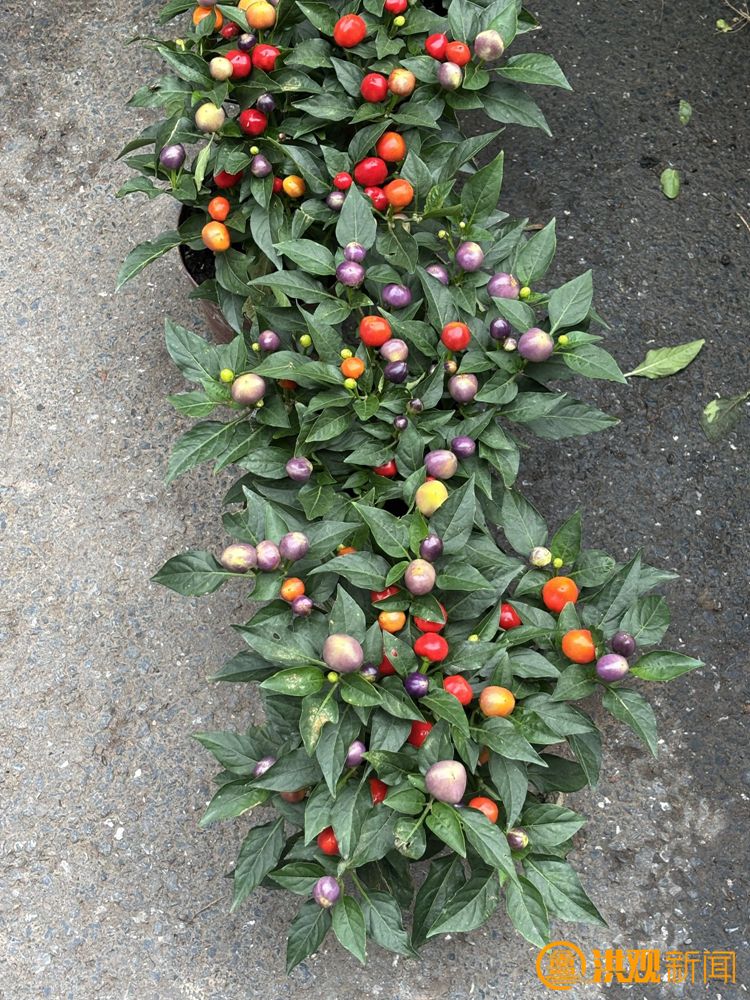 草莓小盆栽种植方法