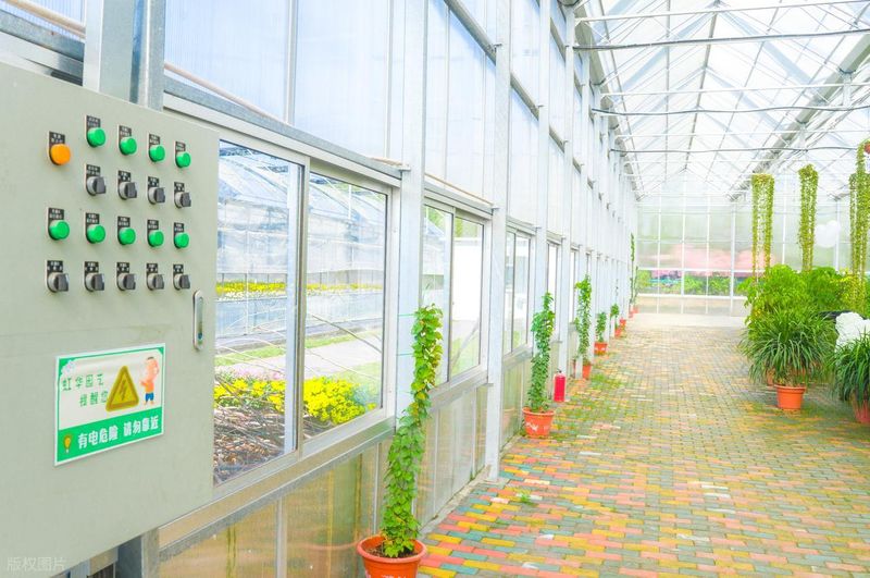 大棚夏季种植技术