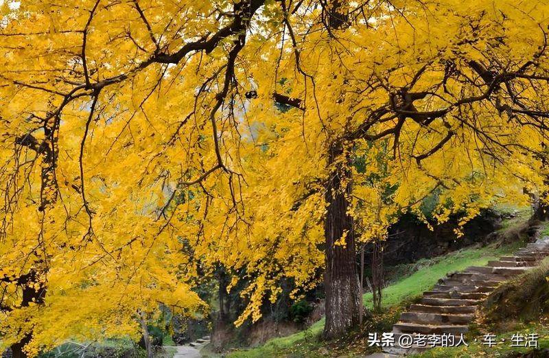 安陆白花菜种植技术