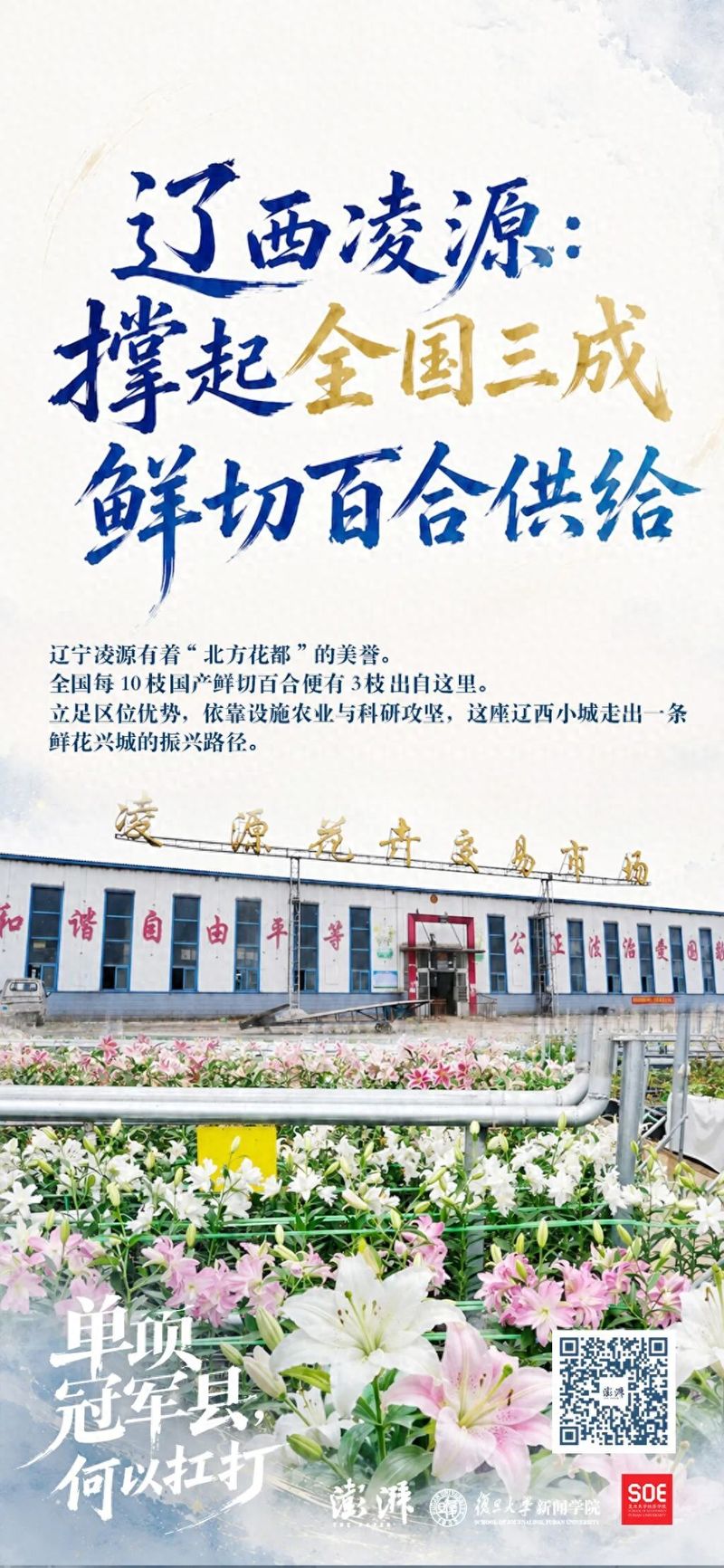 百合种子种植方法视频
