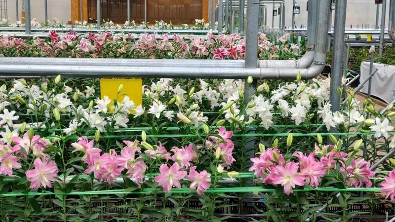 百合种子种植方法视频