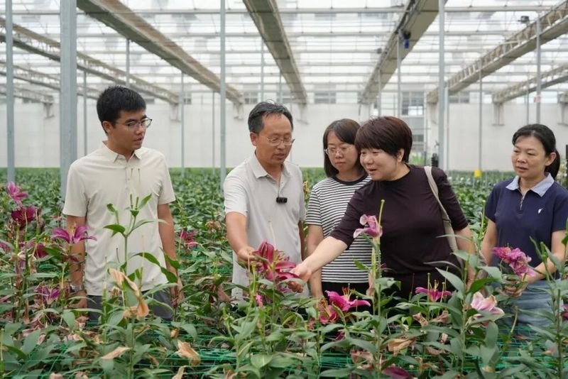 百合种子种植方法视频