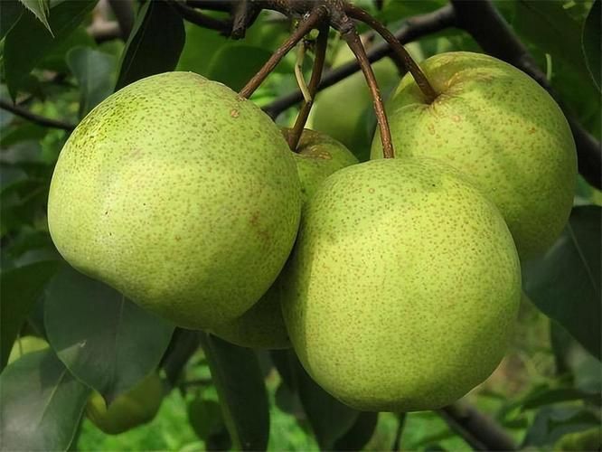 梨树种植技术新农