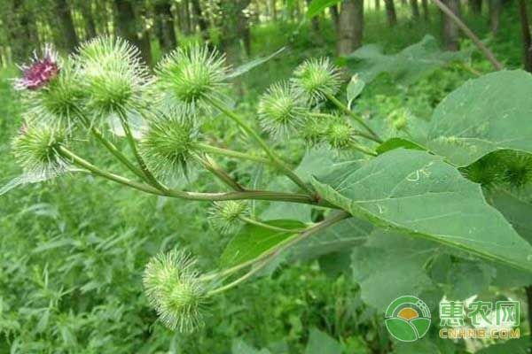 牛蒡子种植技术