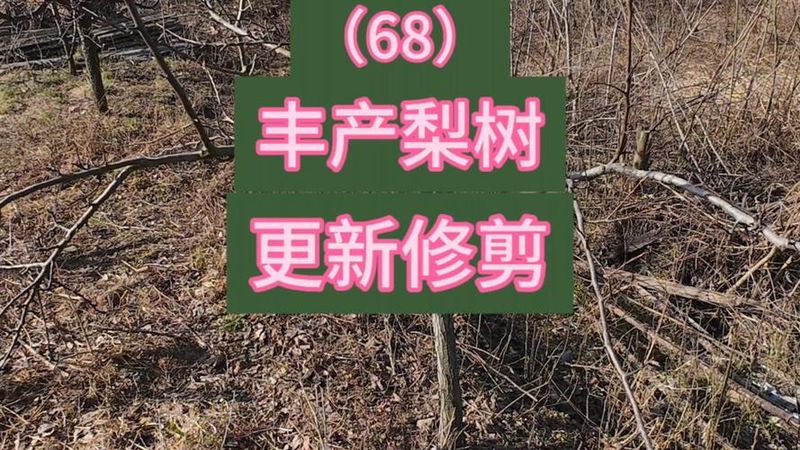 梨树种植技术新农