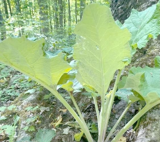 牛蒡子种植技术