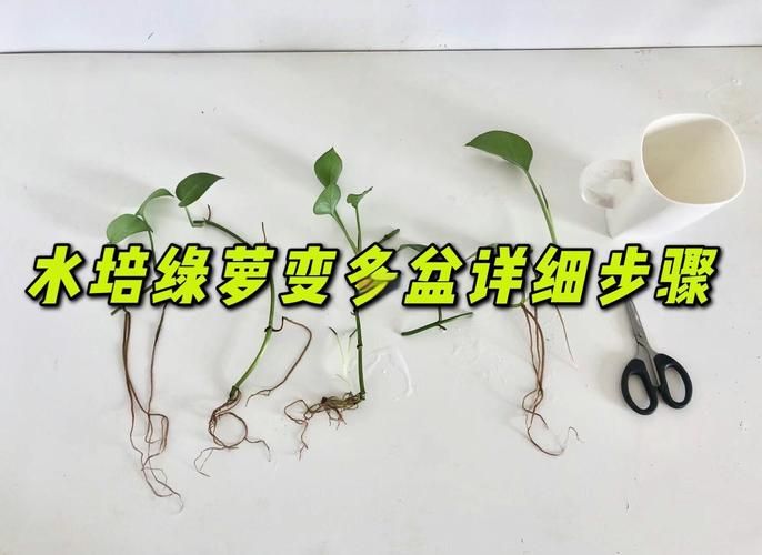 水培绿萝方法图
