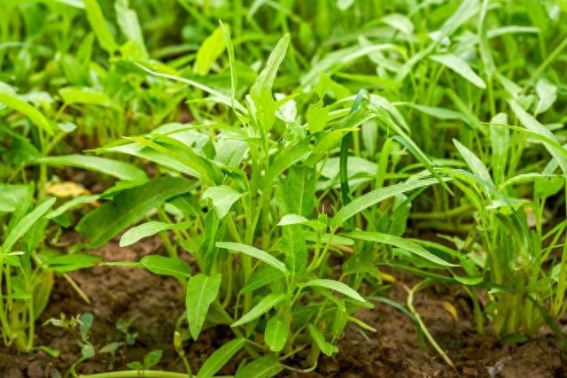 空心菜12月种植技术